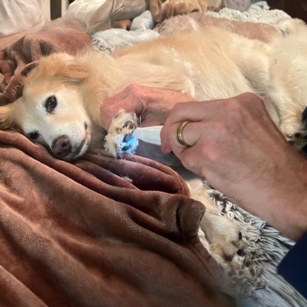 Wiederaufladbarer Pflegehaarschneider Leiser Haustierhaarschneider