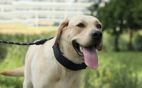 Dog Training Collar with Quick Release Buckle