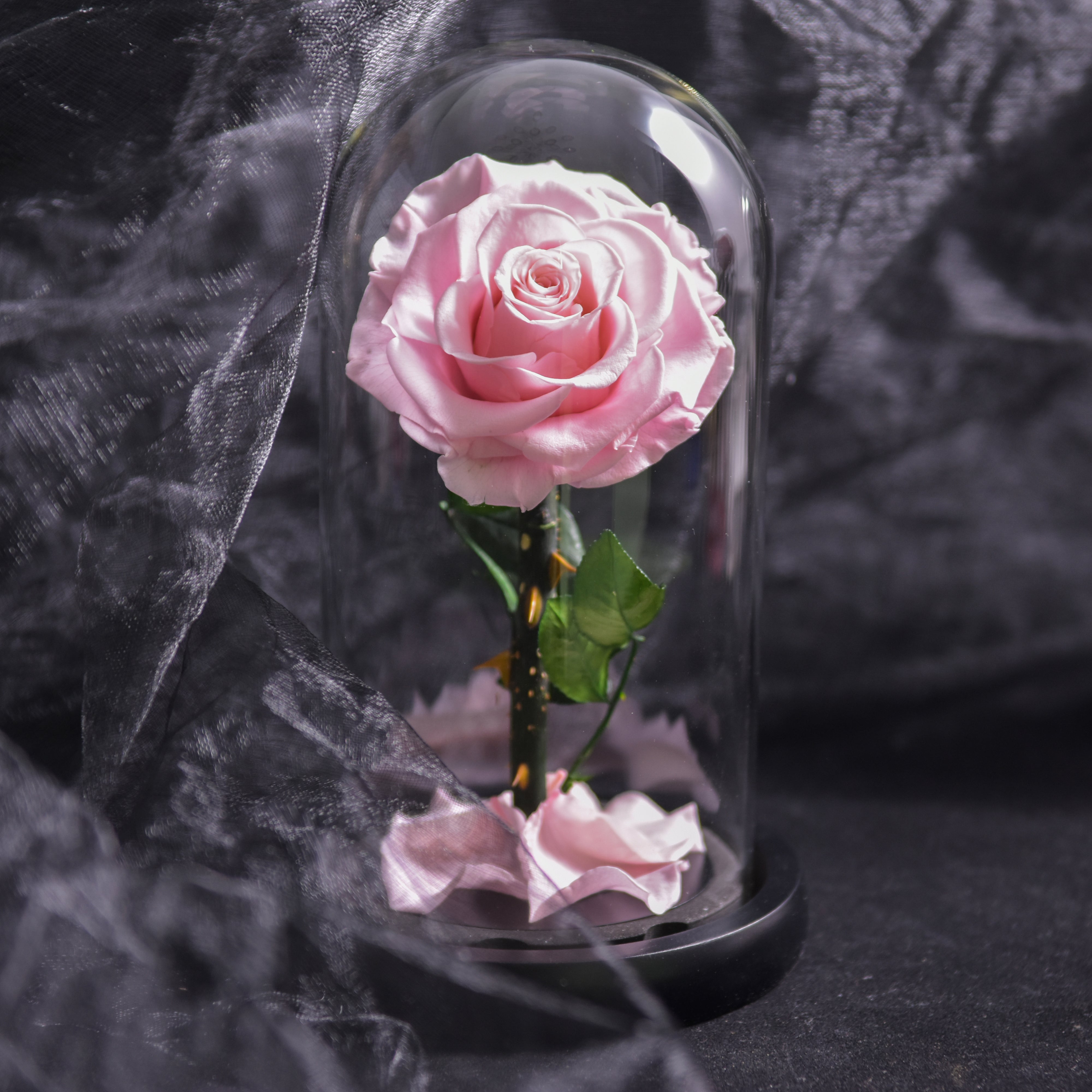 Preserved Rose Glass Dome Romantic Gift Decor