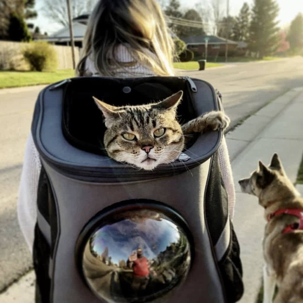 comfortable-cat-travel-backpac-4-rqn81a