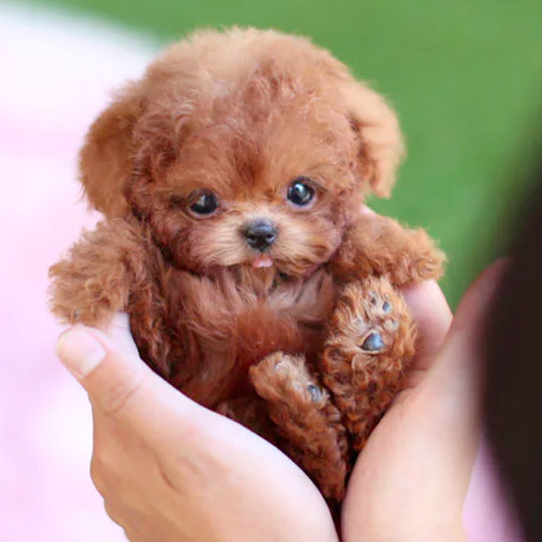 interactive-robotic-puppy-comp-1-k5behu
