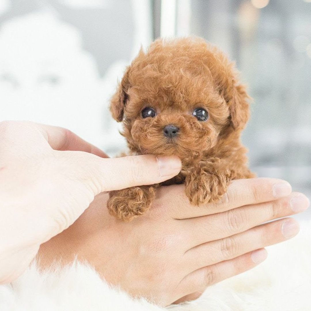 interactive-robotic-puppy-comp-5-lpxwdy